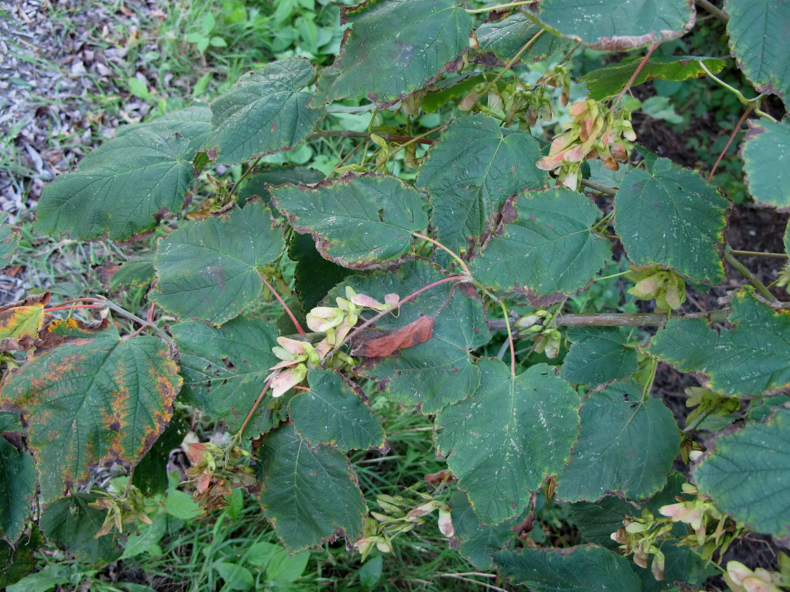 Mountain Maple (Acer Spicatum) — and occasionally reds in the fall; tree for full or half or shade