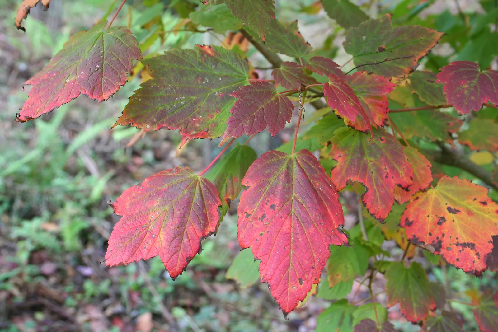 Mountain Maple (Acer Spicatum) — scientifically known as Acer spicatum; this hardy species typically reaches 10-20 feet in height and spreads 8-15, image 51