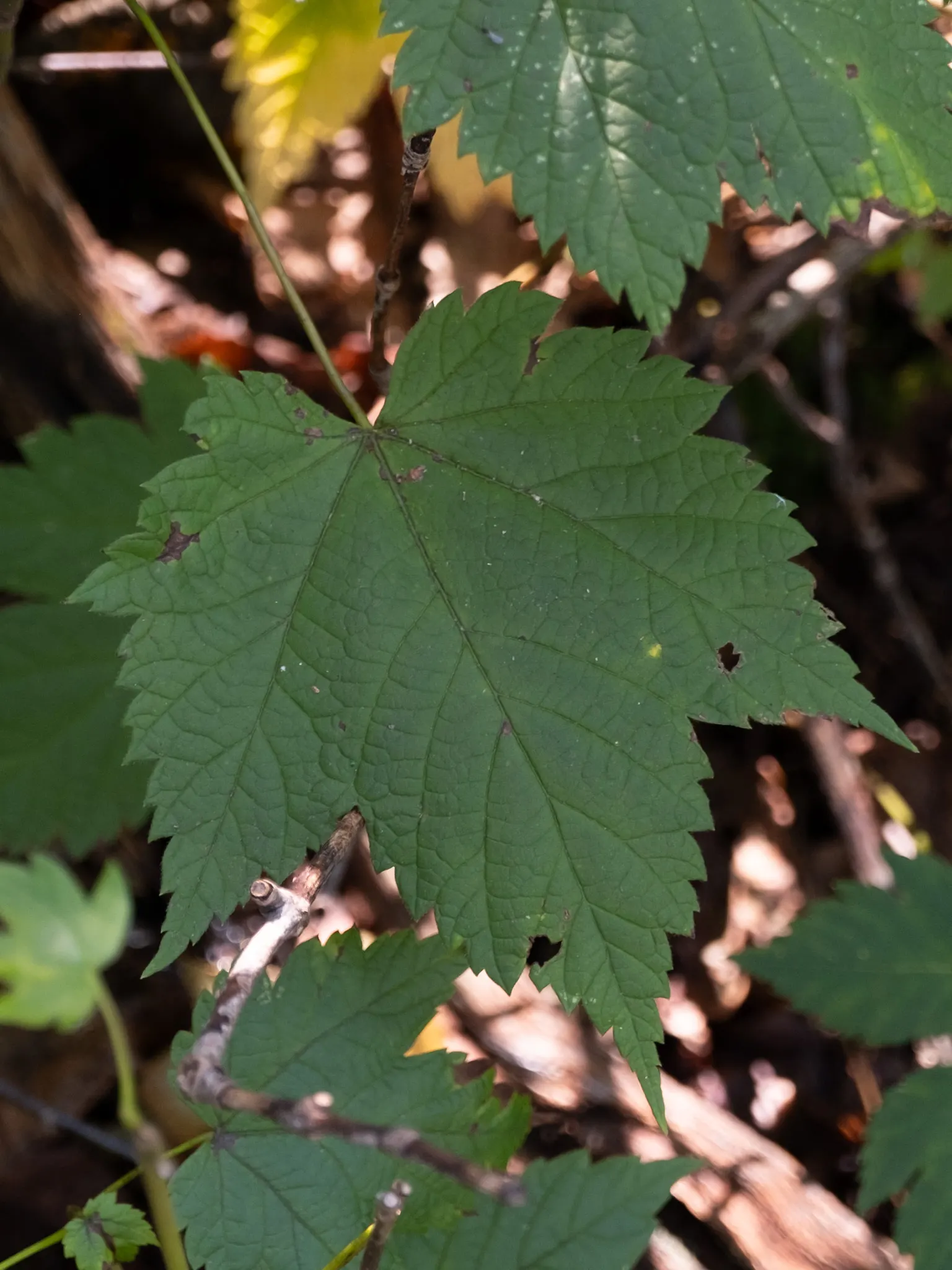 Mountain Maple (Acer Spicatum) — transitioning to a vibrant array of yellows; developing into winged seeds, image 78