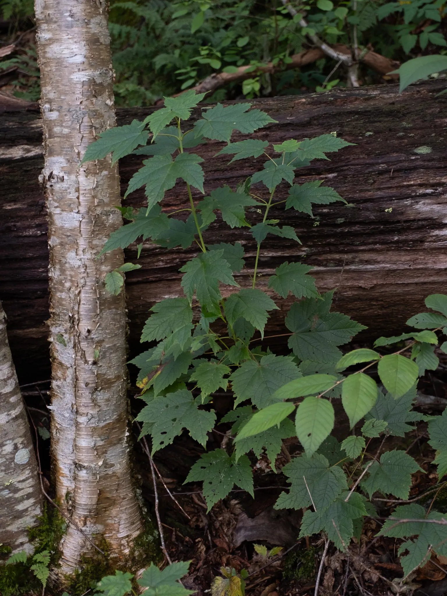 Mountain Maple (Acer Spicatum) — and thrive in full sun to partial shade