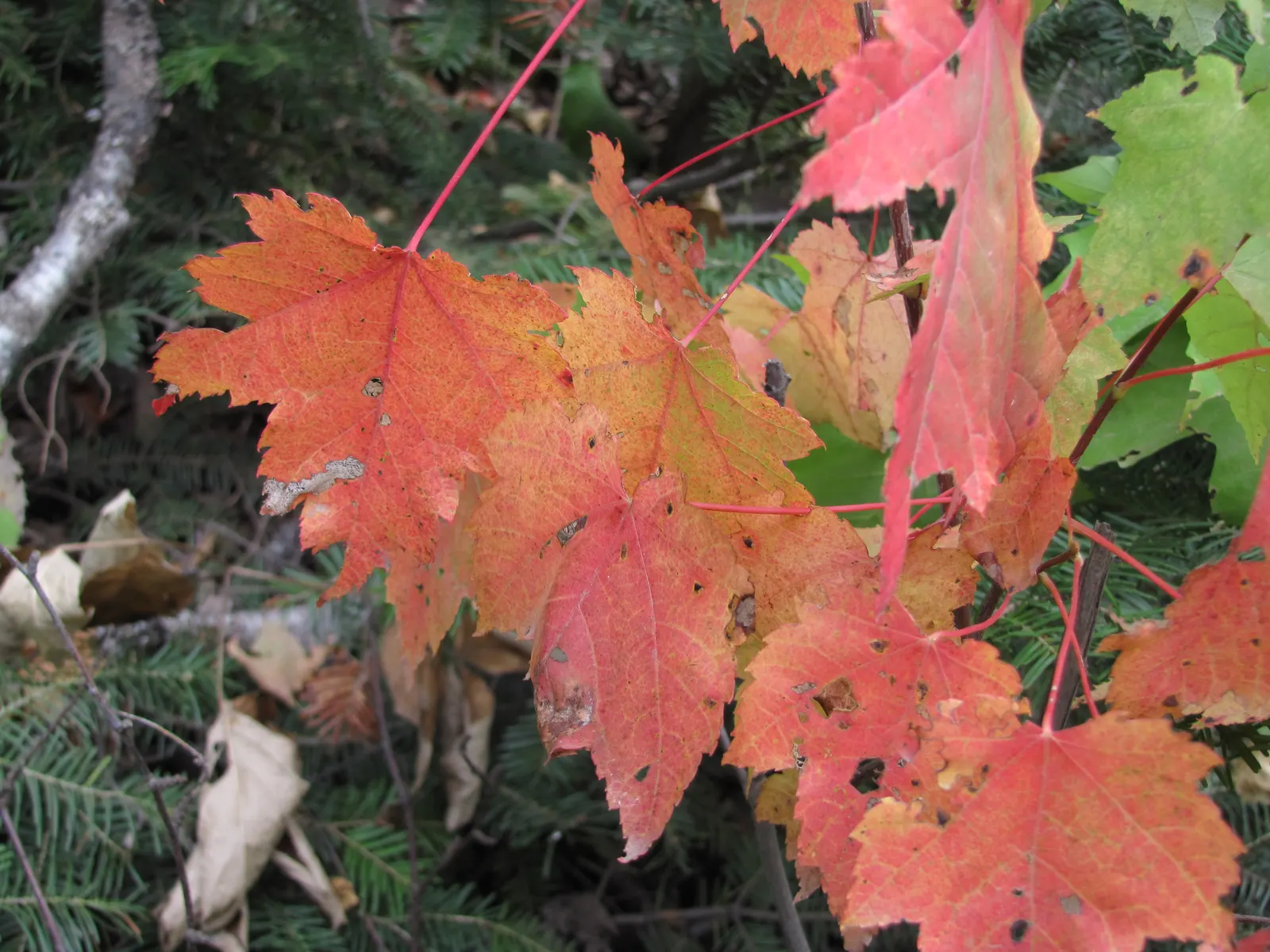 Mountain Maple (Acer Spicatum) — bright green foliage emerges; typically reaching a height of 10 to 20 feet with a similar spread