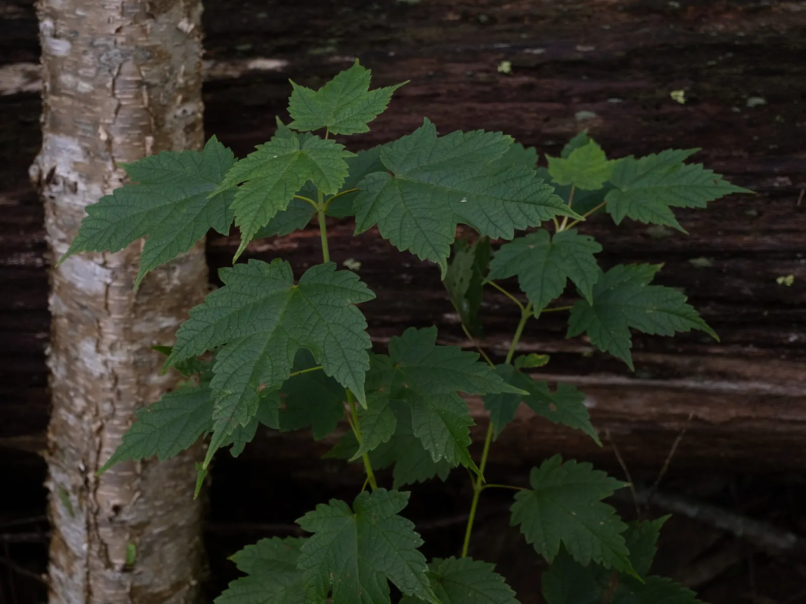 Mountain Maple (Acer Spicatum) — making it ideal for understory planting and woodland edges