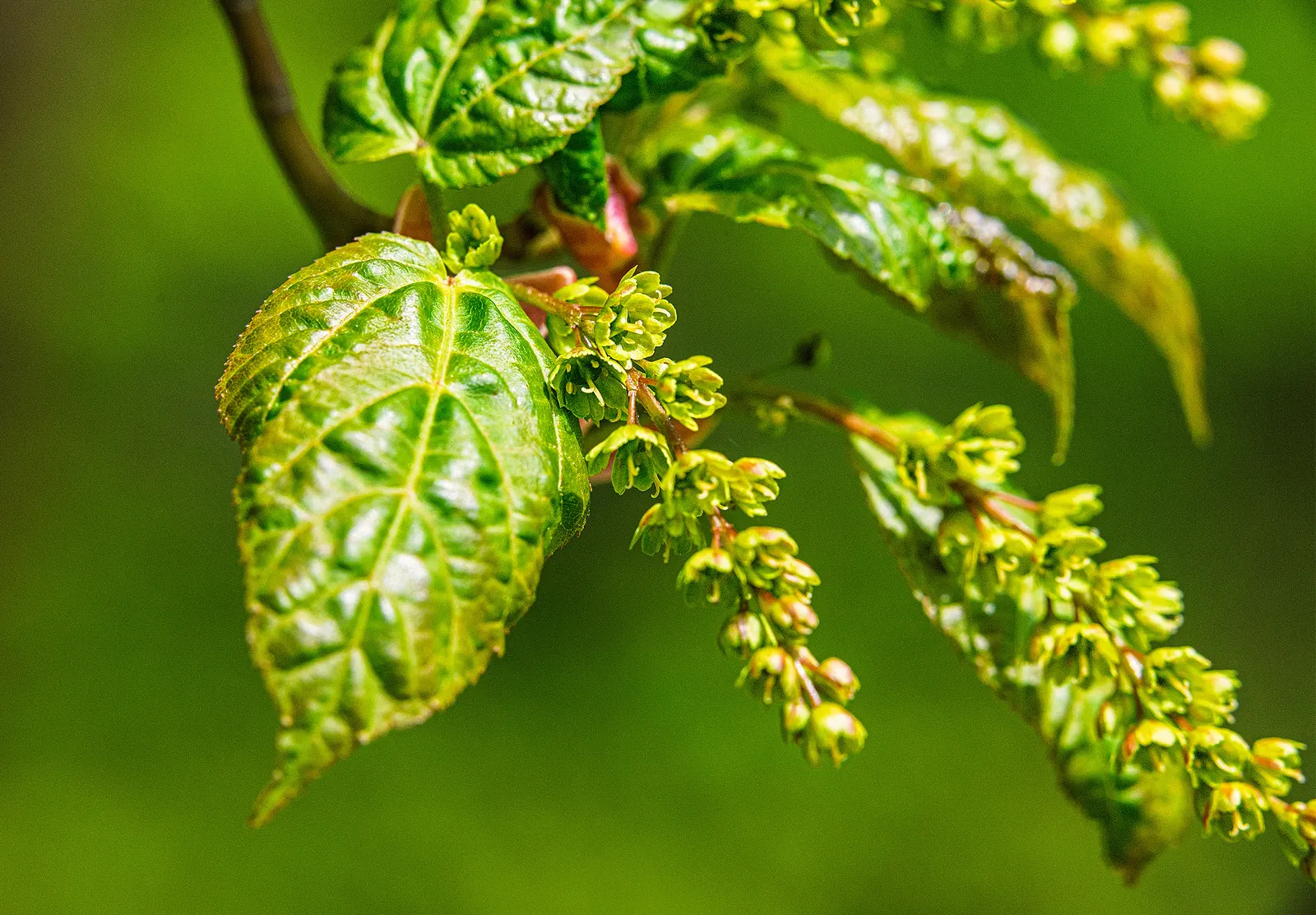 Mountain Maple (Acer Spicatum) — slightly acidic to neutral soil; making it ideal for understory planting and woodland edges, image 61