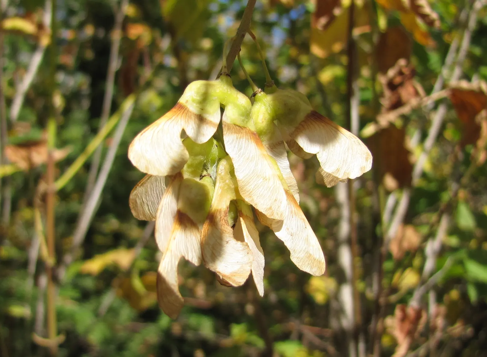 Mountain Maple (Acer Spicatum) — that mature by late summer; but consistent moisture will ensure optimal growth and appearance