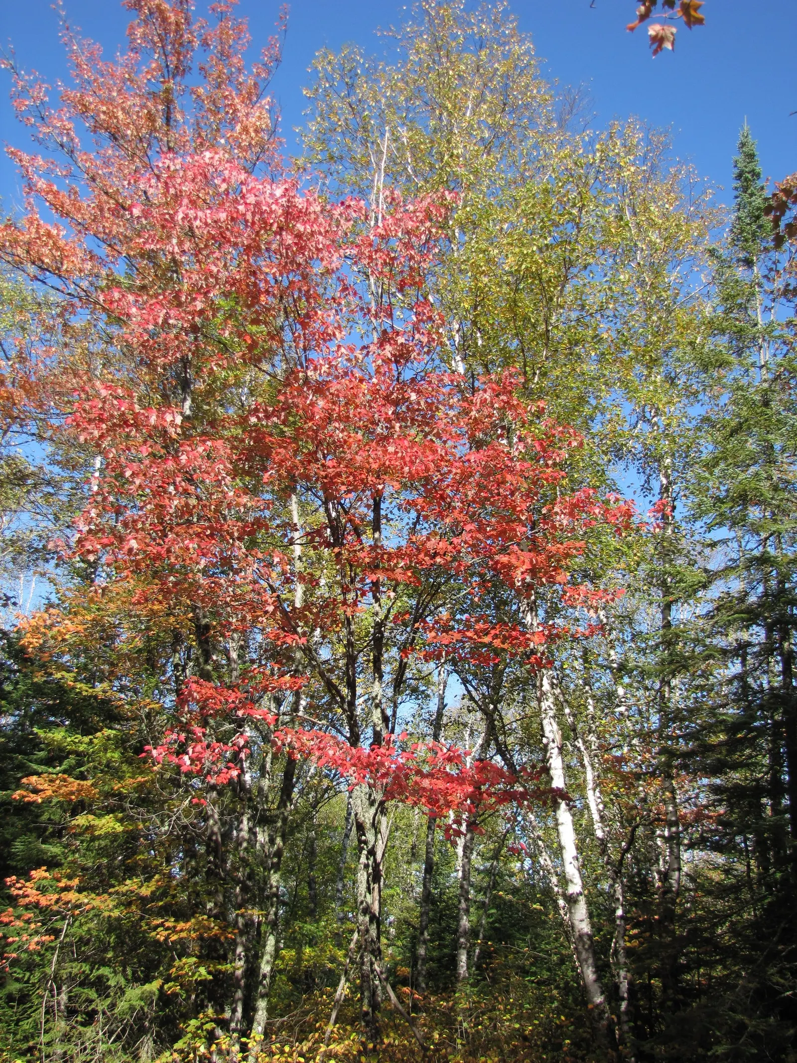Mountain Maple (Acer Spicatum) — They are hardy in USDA zones 3 to 7 and are relatively low maintenance, requiring minimal pruning; this species tolerates a
