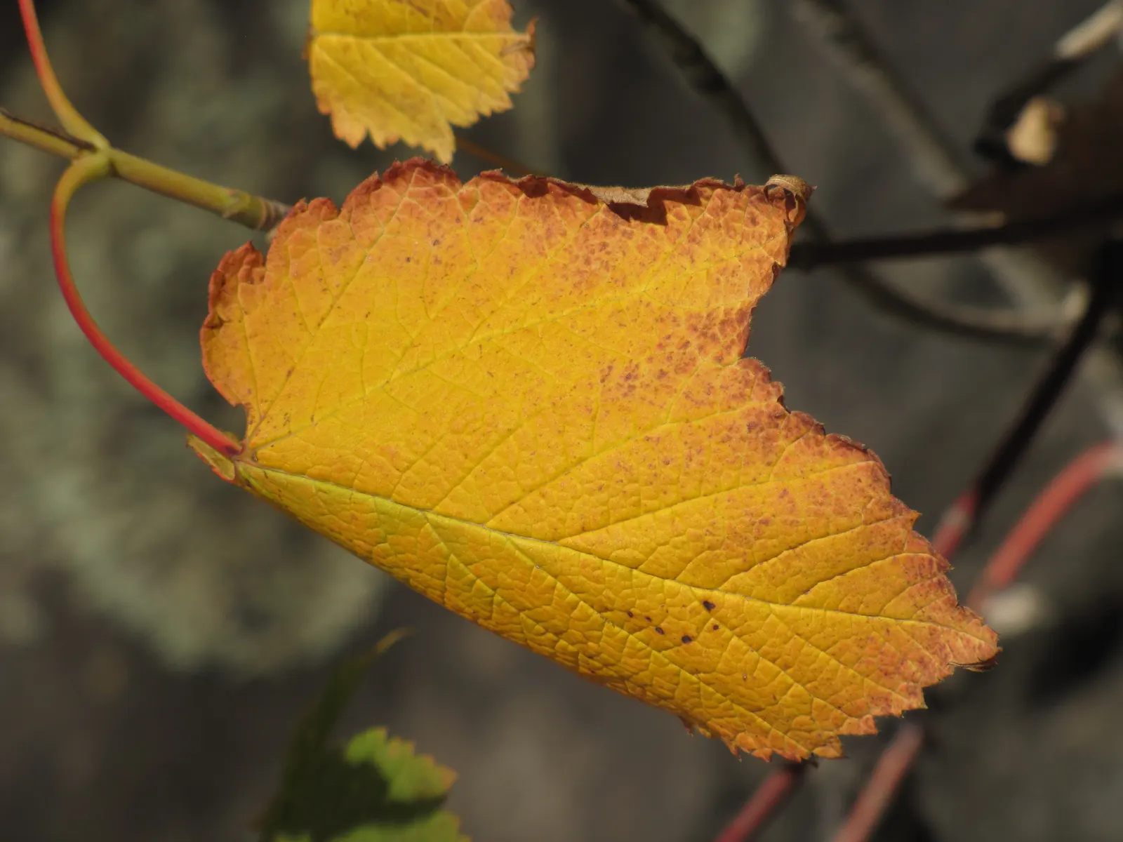 Mountain Maple (Acer Spicatum) — but consistent moisture will ensure optimal growth and appearance; transitioning to a vibrant array of yellows