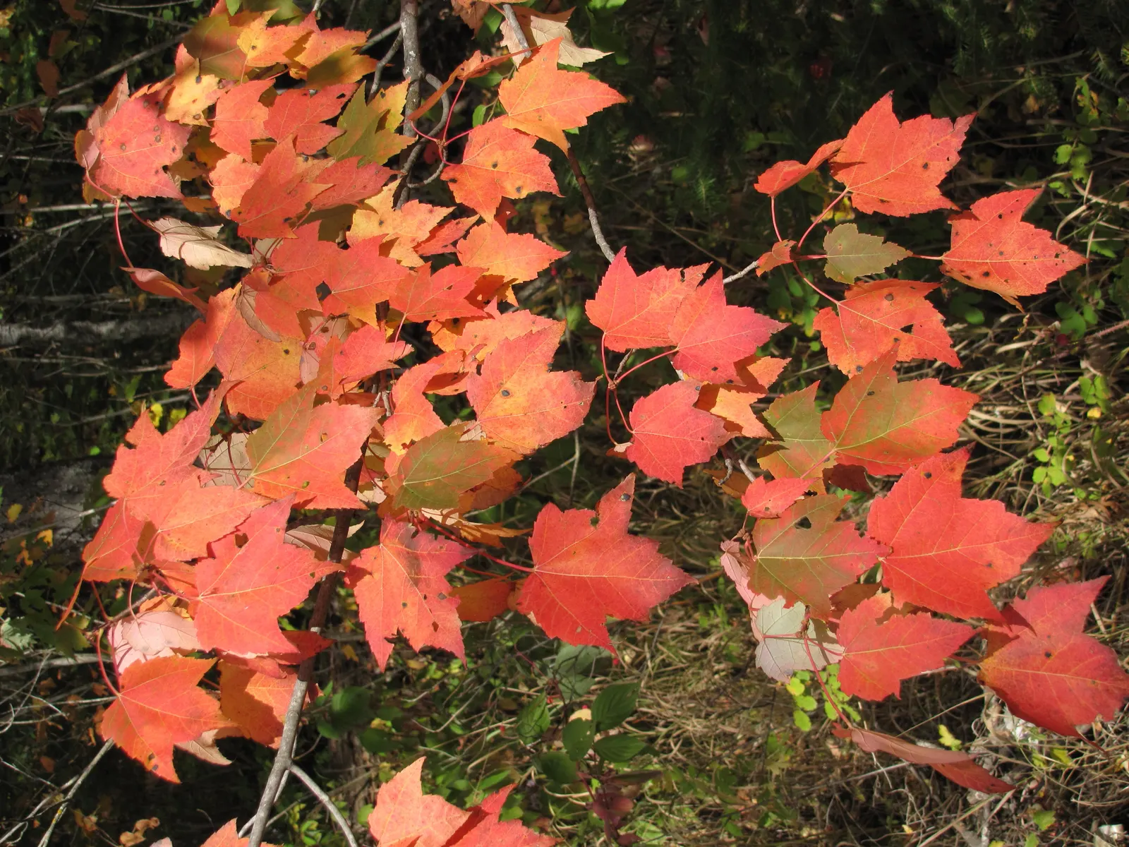 Mountain Maple (Acer Spicatum) — Acer spicatum, known as Mountain Maple, is a small deciduous tree native to North America