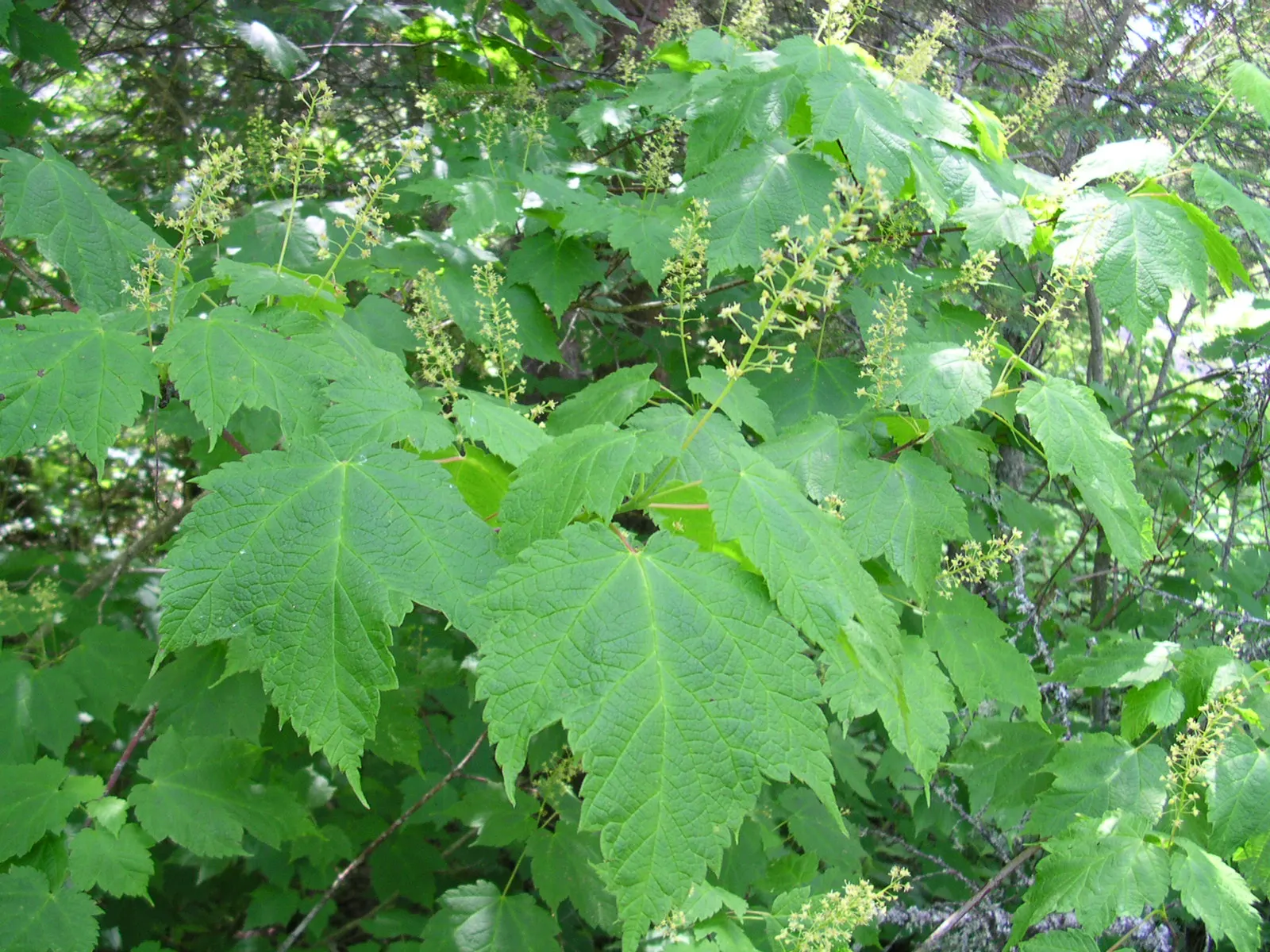Mountain Maple (Acer Spicatum) — making it ideal for understory planting and woodland edges; slightly acidic to neutral soil, image 72
