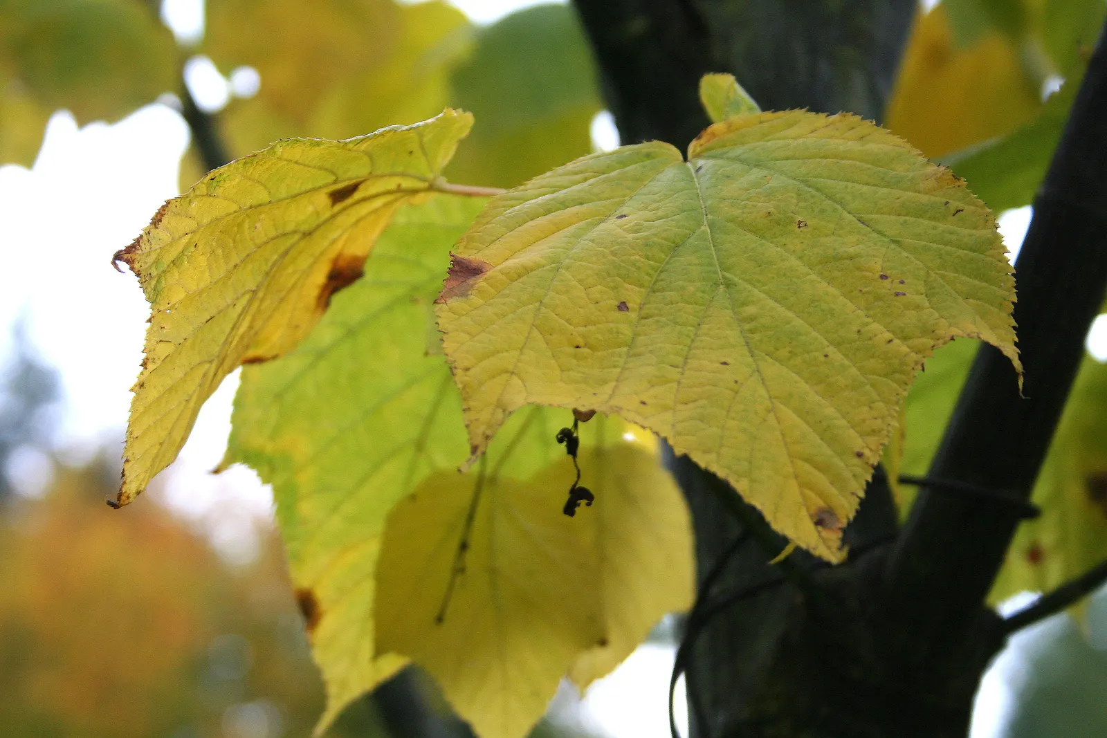 Mountain Maple (Acer Spicatum) — that mature by late summer