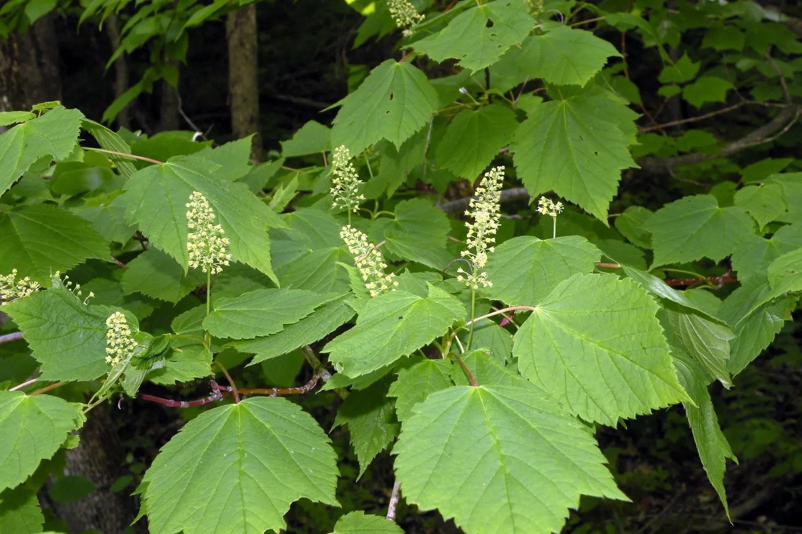 Mountain Maple (Acer Spicatum) — transitioning to a vibrant array of yellows; developing into winged seeds, image 56
