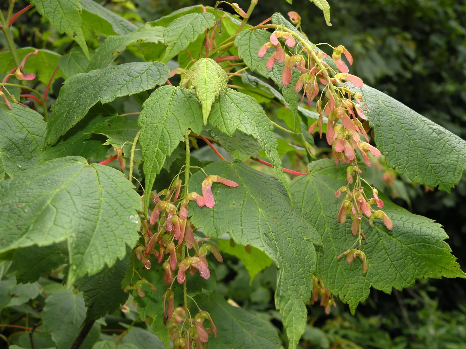 Mountain Maple (Acer Spicatum) — Typically reaching a height of 10 to 20 feet with a similar spread; with three to five lobes and sharp