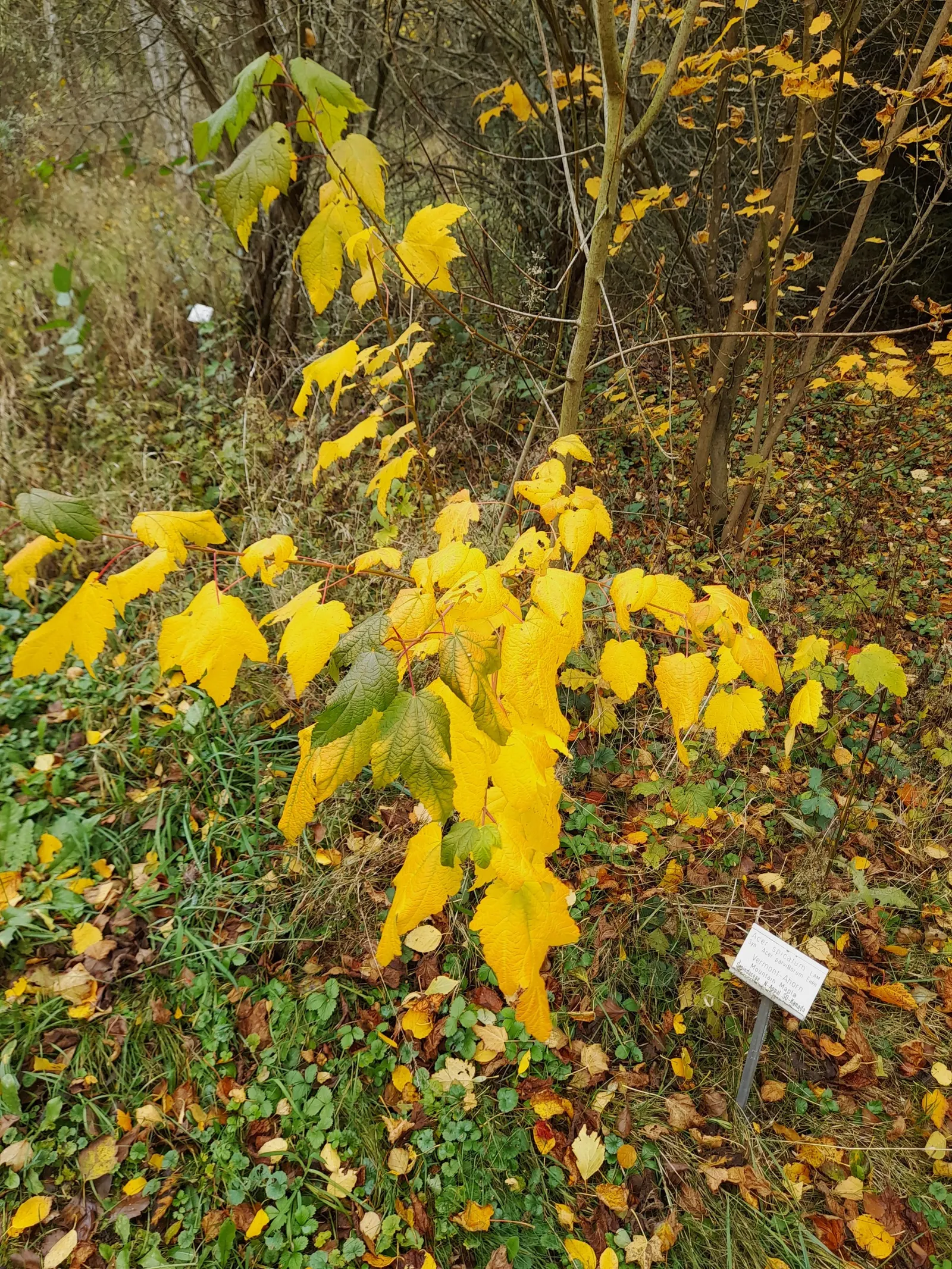 Mountain Maple (Acer Spicatum) — and thrive in full sun to partial shade; and occasionally reds in the fall, image 62
