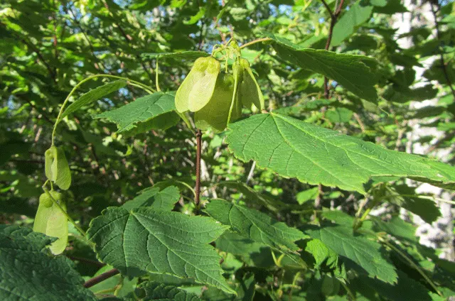 Mountain Maple (Acer Spicatum) — Acer spicatum, known as Mountain Maple, is a small deciduous tree native to North America; fall foliage is a striking