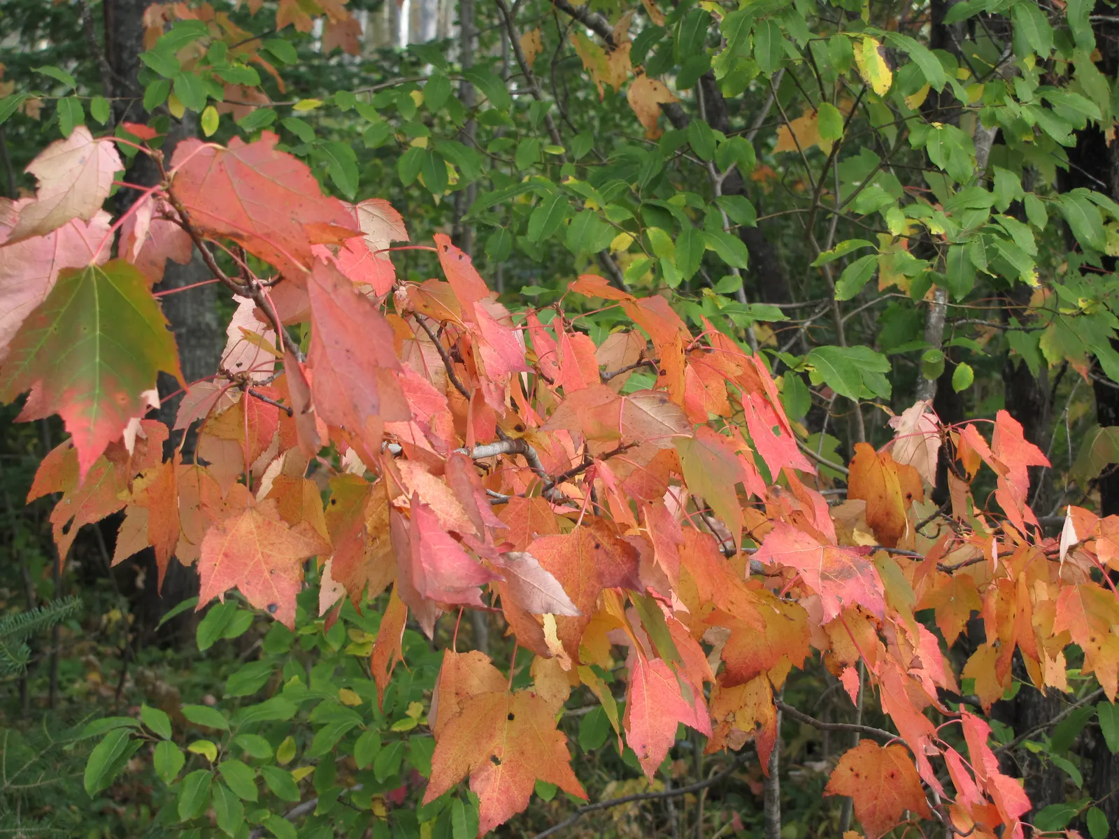 Mountain Maple (Acer Spicatum) — scientifically known as Acer spicatum
