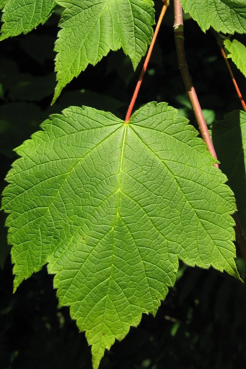 Mountain Maple (Acer Spicatum) — but consistent moisture will ensure optimal growth and appearance; transitioning to a vibrant array of yellows, image 65