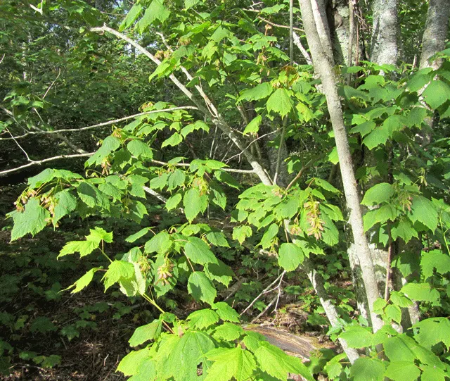 Mountain Maple (Acer Spicatum) — it prefers partial shade and well-drained soils; spanning 2 to 5 inches in length, image 71