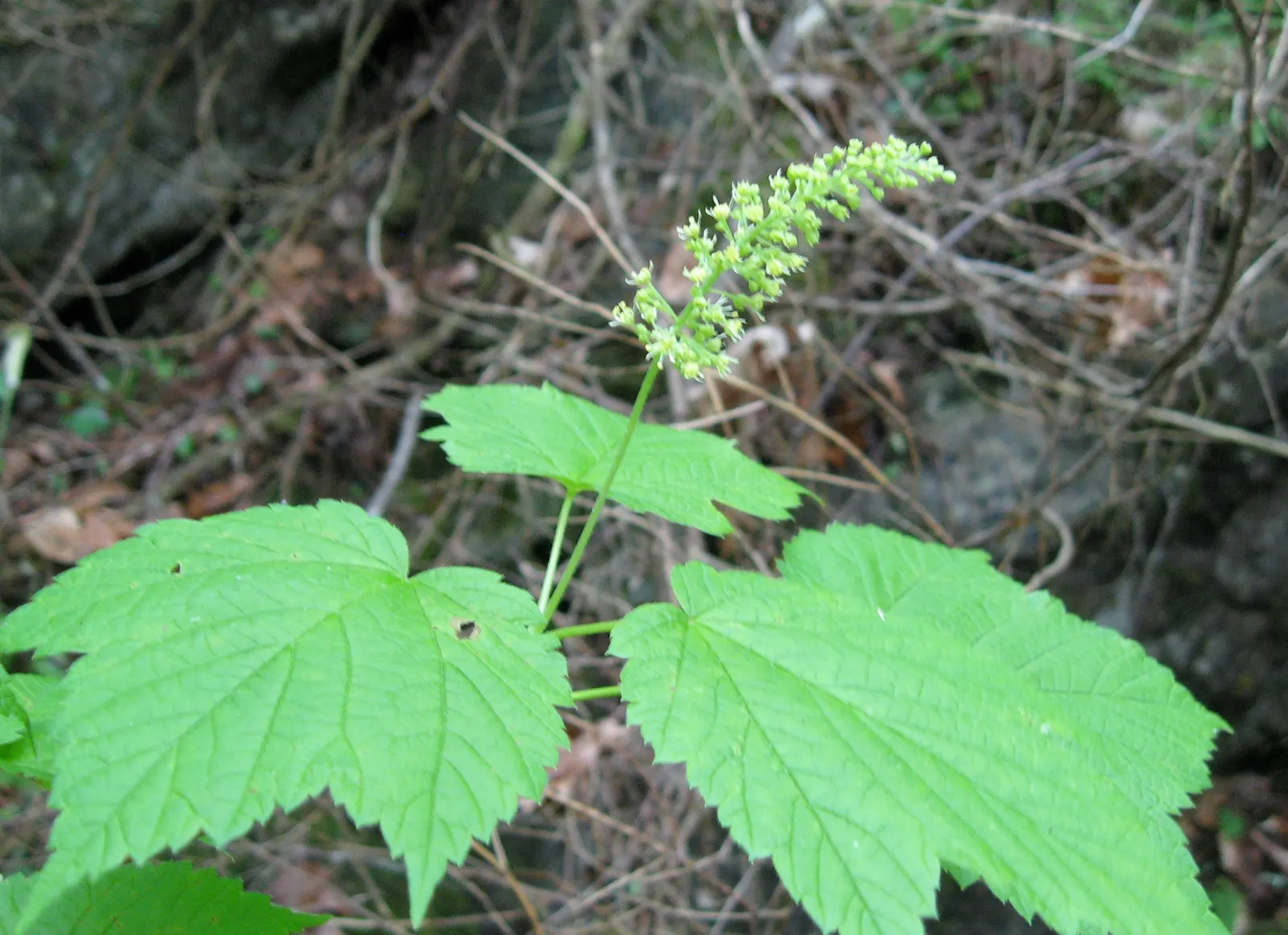 Mountain Maple (Acer Spicatum) — slightly acidic to neutral soil