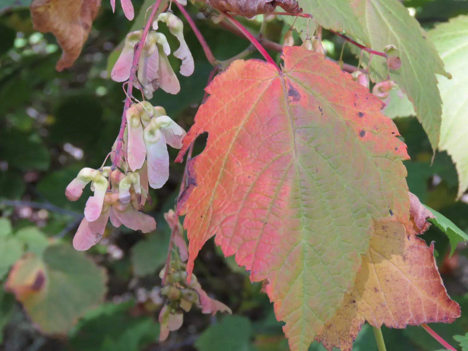 Mountain Maple (Acer Spicatum) — bright green foliage emerges; typically reaching a height of 10 to 20 feet with a similar spread, image 55