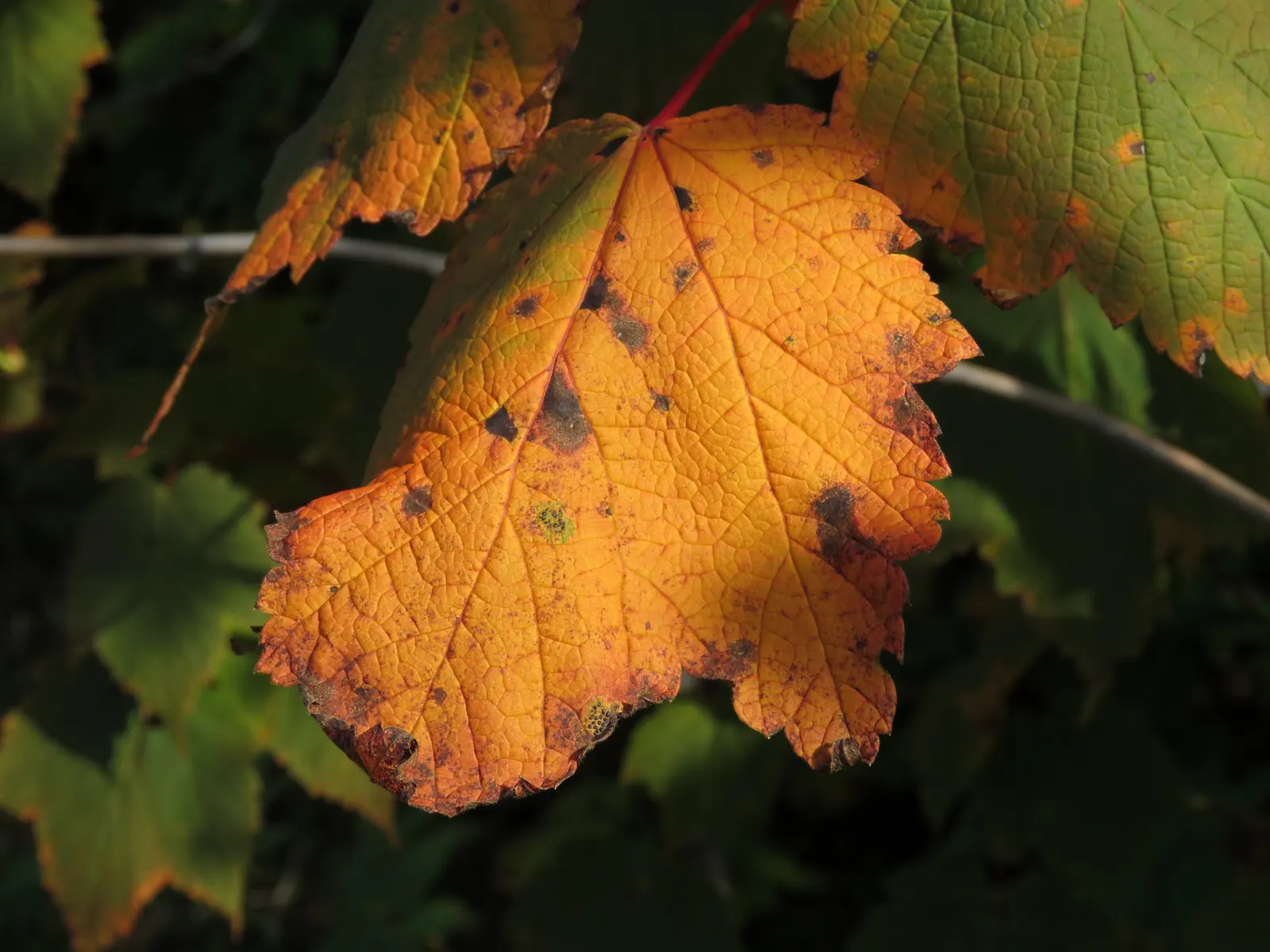 Mountain Maple (Acer Spicatum) — and occasionally reds in the fall; tree for full or half or shade, image 79