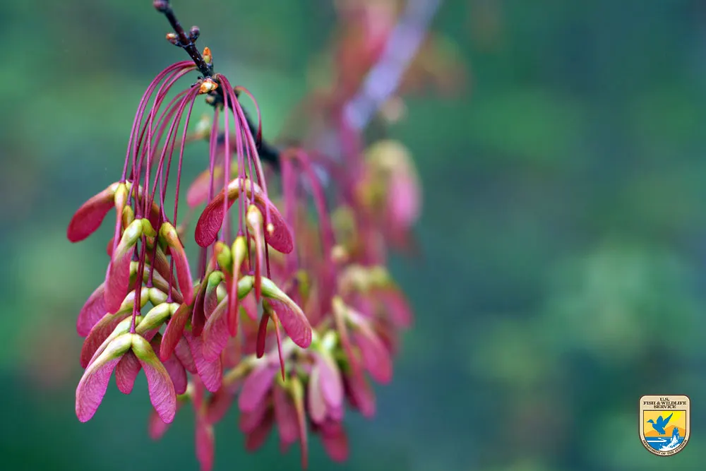 Mountain Maple (Acer Spicatum) — and thrive in full sun to partial shade; and occasionally reds in the fall