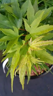 Mountain Maple (Acer Spicatum) — developing into winged seeds; attractive clusters of greenish-yellow flowers dangle from the branches, image 81