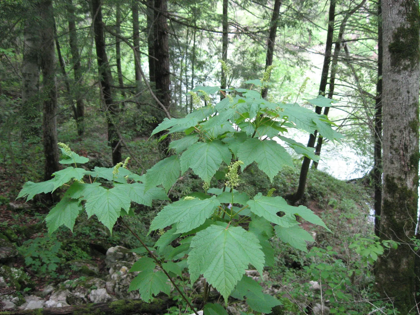 Mountain Maple (Acer Spicatum) — This hardy species typically reaches 10-20 feet in height and spreads 8-15 feet wide; bright green foliage emerges, image 68