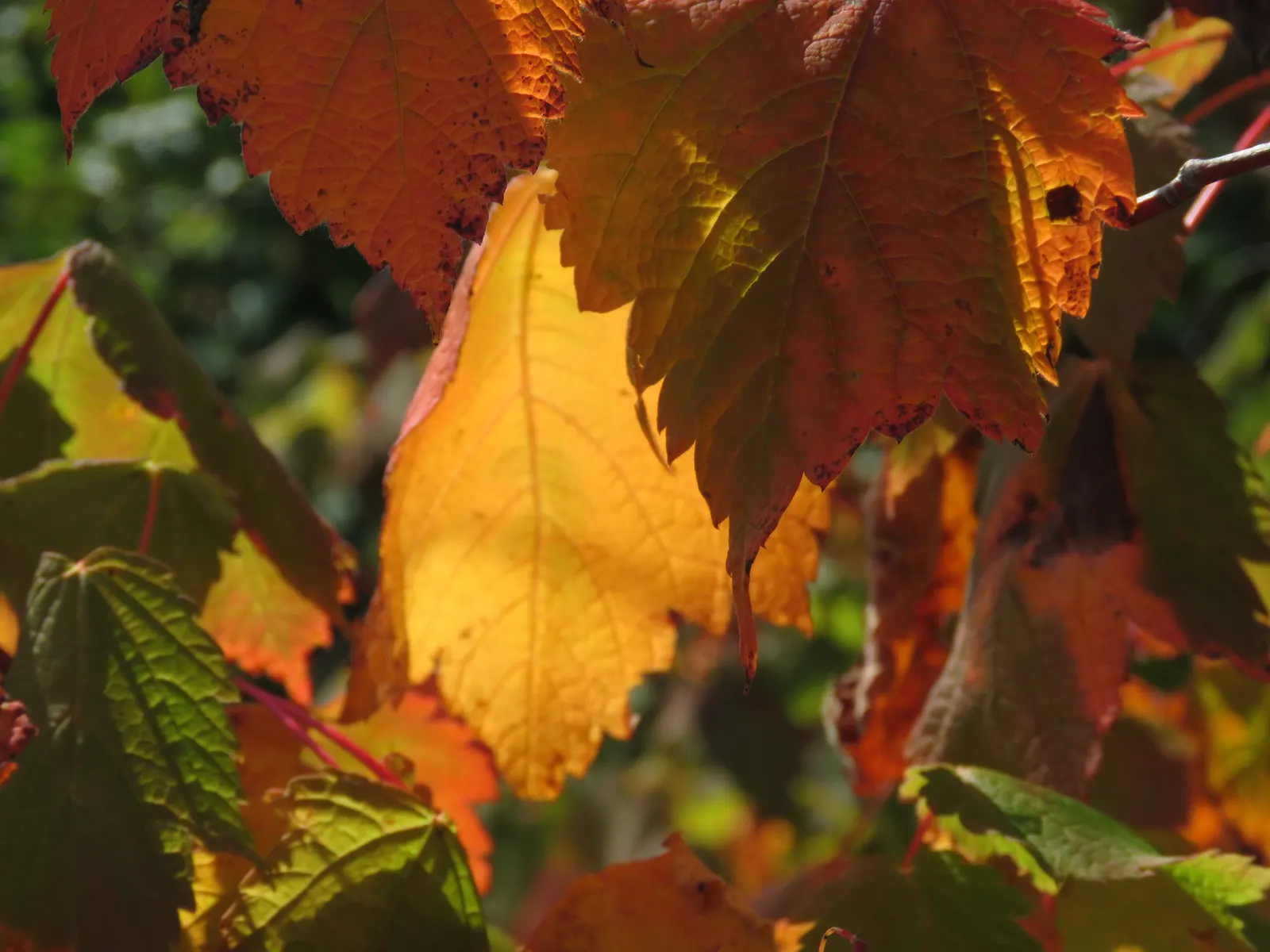 Mountain Maple (Acer Spicatum) — transitioning to a vibrant array of yellows