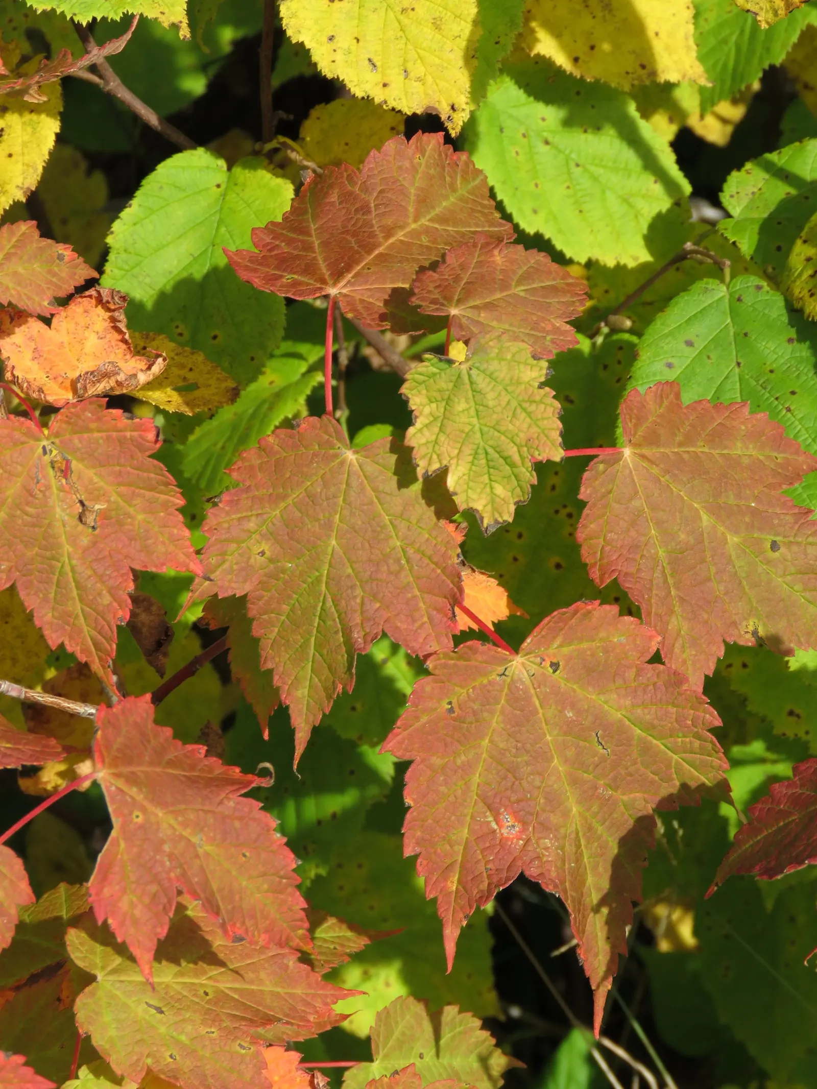 Mountain Maple (Acer Spicatum) — and occasionally reds in the fall; tree for full or half or shade, image 57