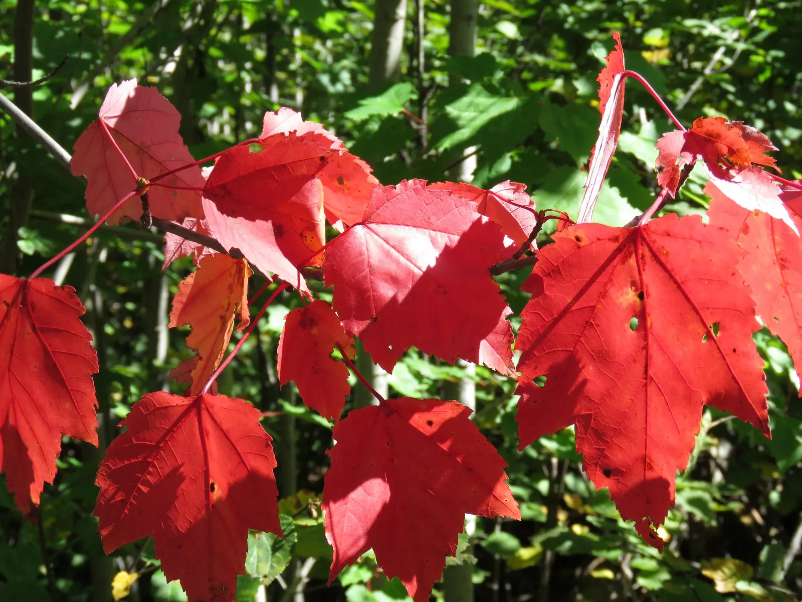 Mountain Maple (Acer Spicatum) — scientifically known as Acer spicatum; this hardy species typically reaches 10-20 feet in height and spreads 8-15, image 73