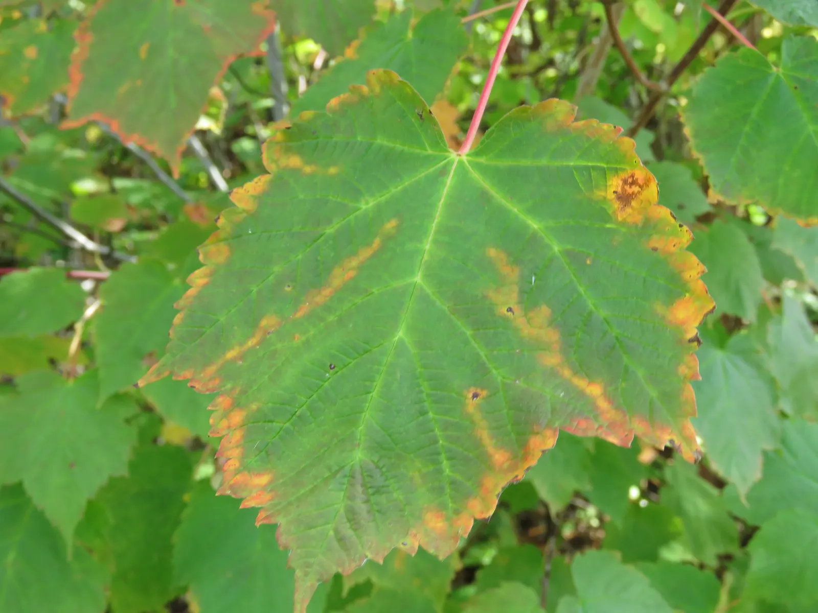 Mountain Maple (Acer Spicatum) — This species tolerates a variety of soil types