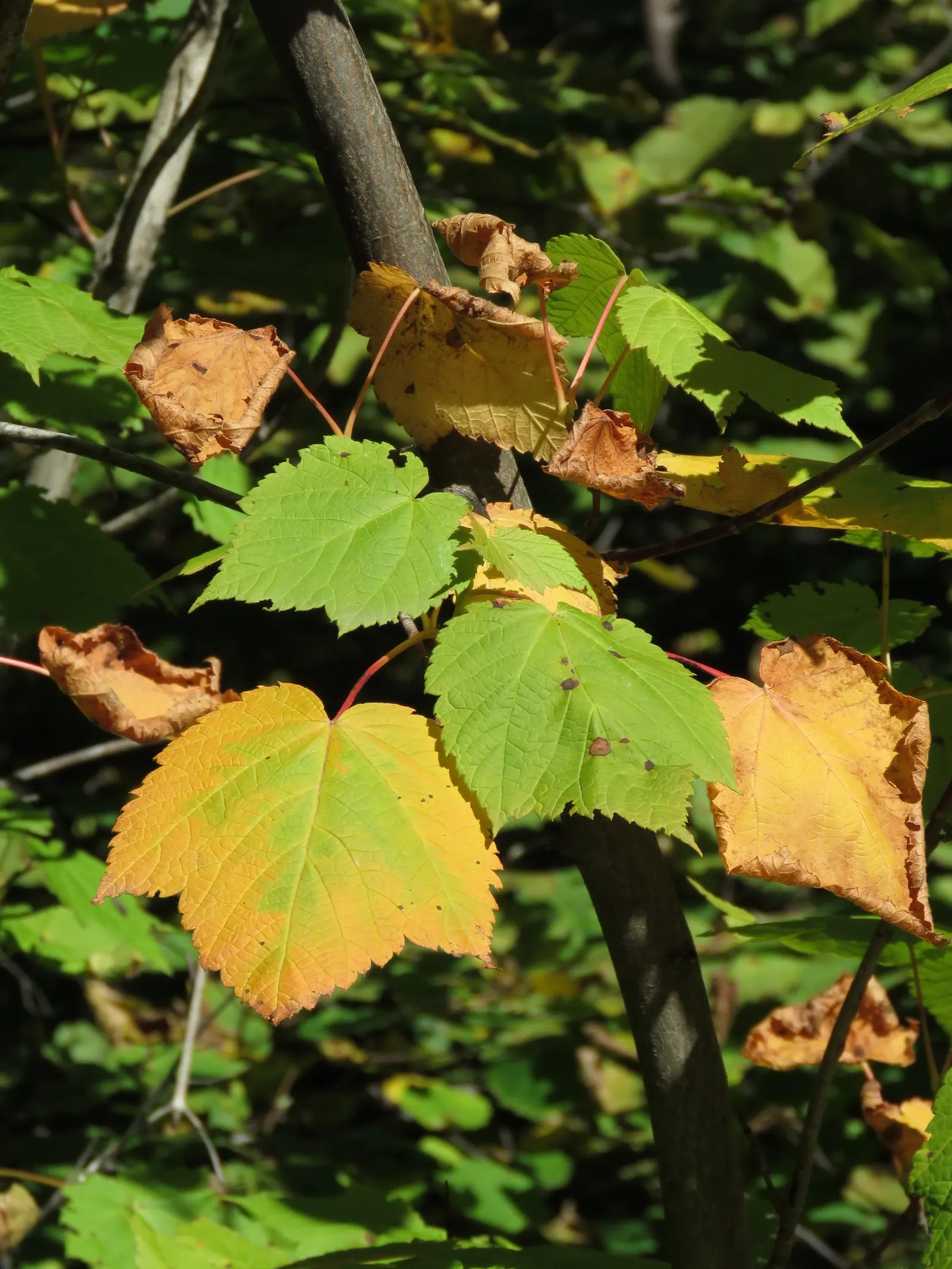 Mountain Maple (Acer Spicatum) — They are hardy in USDA zones 3 to 7 and are relatively low maintenance, requiring minimal pruning; this species, image 63