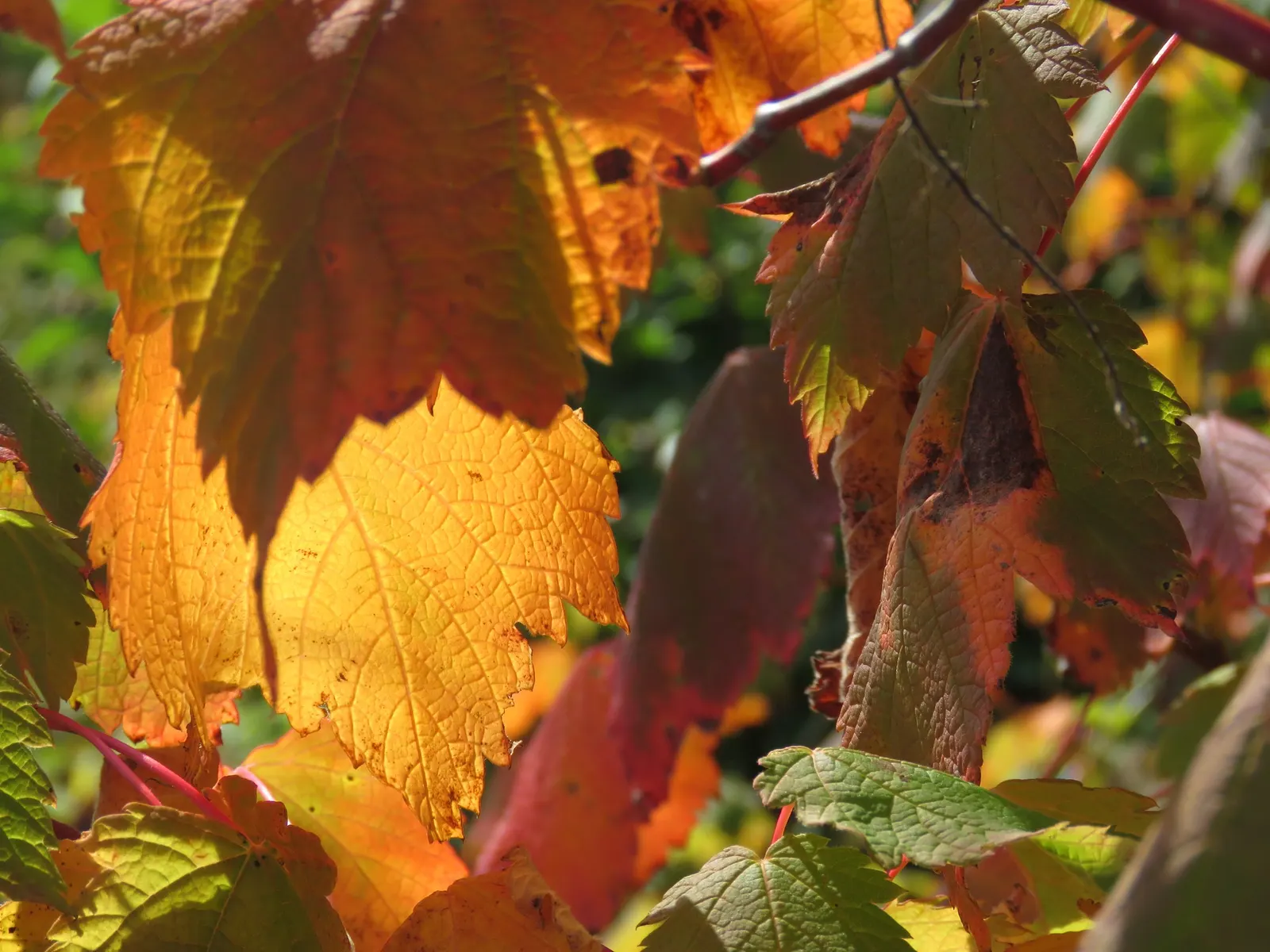Mountain Maple (Acer Spicatum) — it prefers partial shade and well-drained soils
