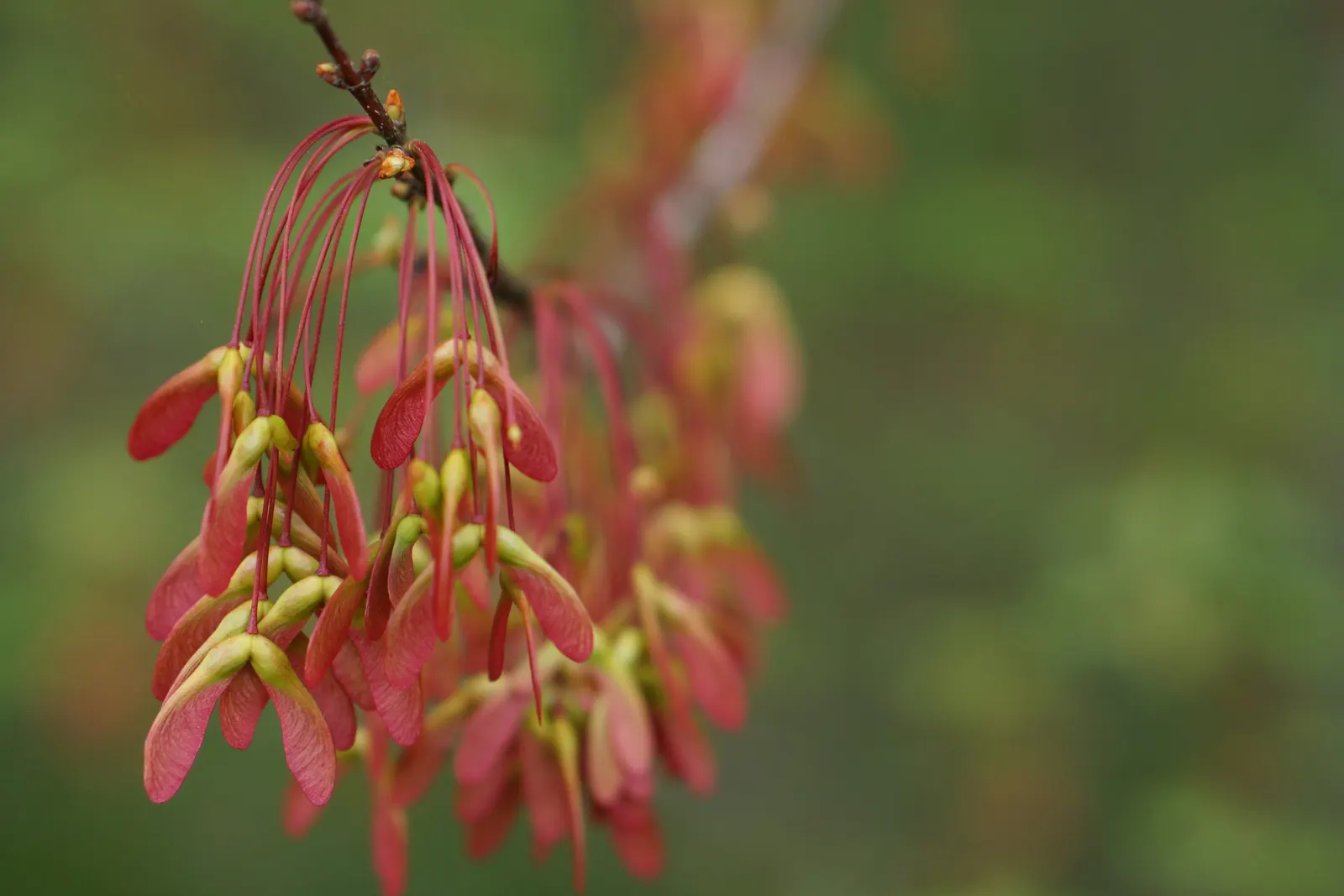 Mountain Maple (Acer Spicatum) — This hardy species typically reaches 10-20 feet in height and spreads 8-15 feet wide; bright green foliage emerges, image 46