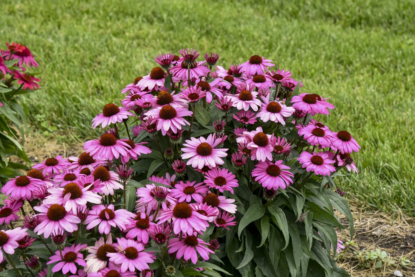 'The Fuchsia is Bright' Coneflower (Echinacea hybrid) — commonly referred to as 'The Fuchsia is Bright' Coneflower