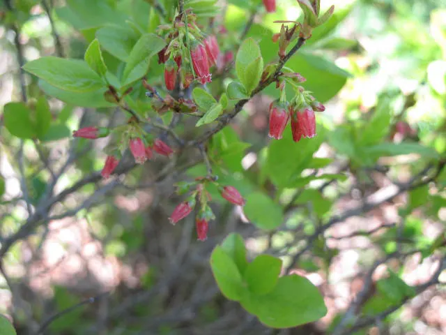 Black Huckleberry (Gaylussacia Baccata) — In late spring to early summer; it serves as an excellent ground cover, border plant, or a naturalized woodland