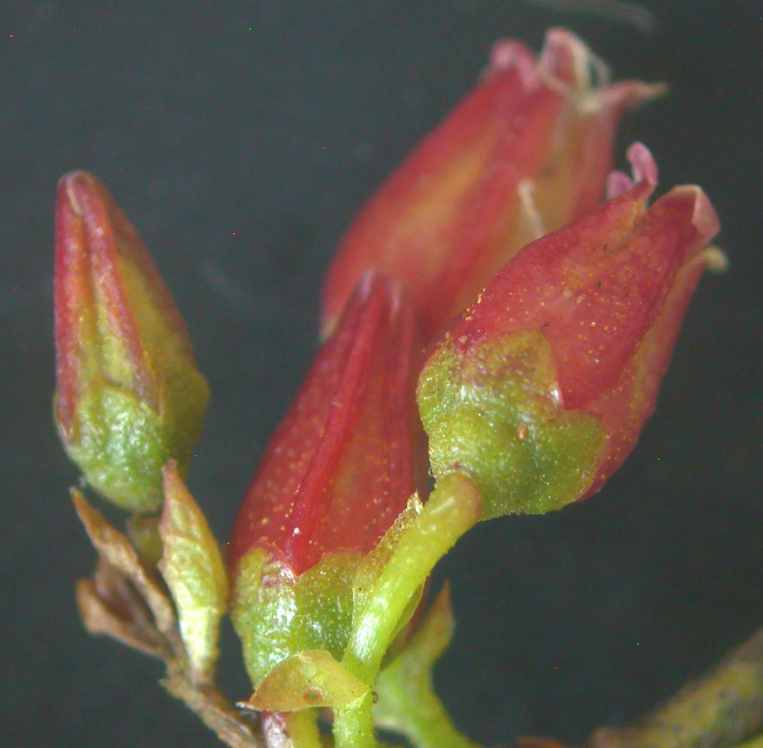 Black Huckleberry (Gaylussacia Baccata) — This low-maintenance shrub requires minimal pruning, usually only to remove dead or damaged wood