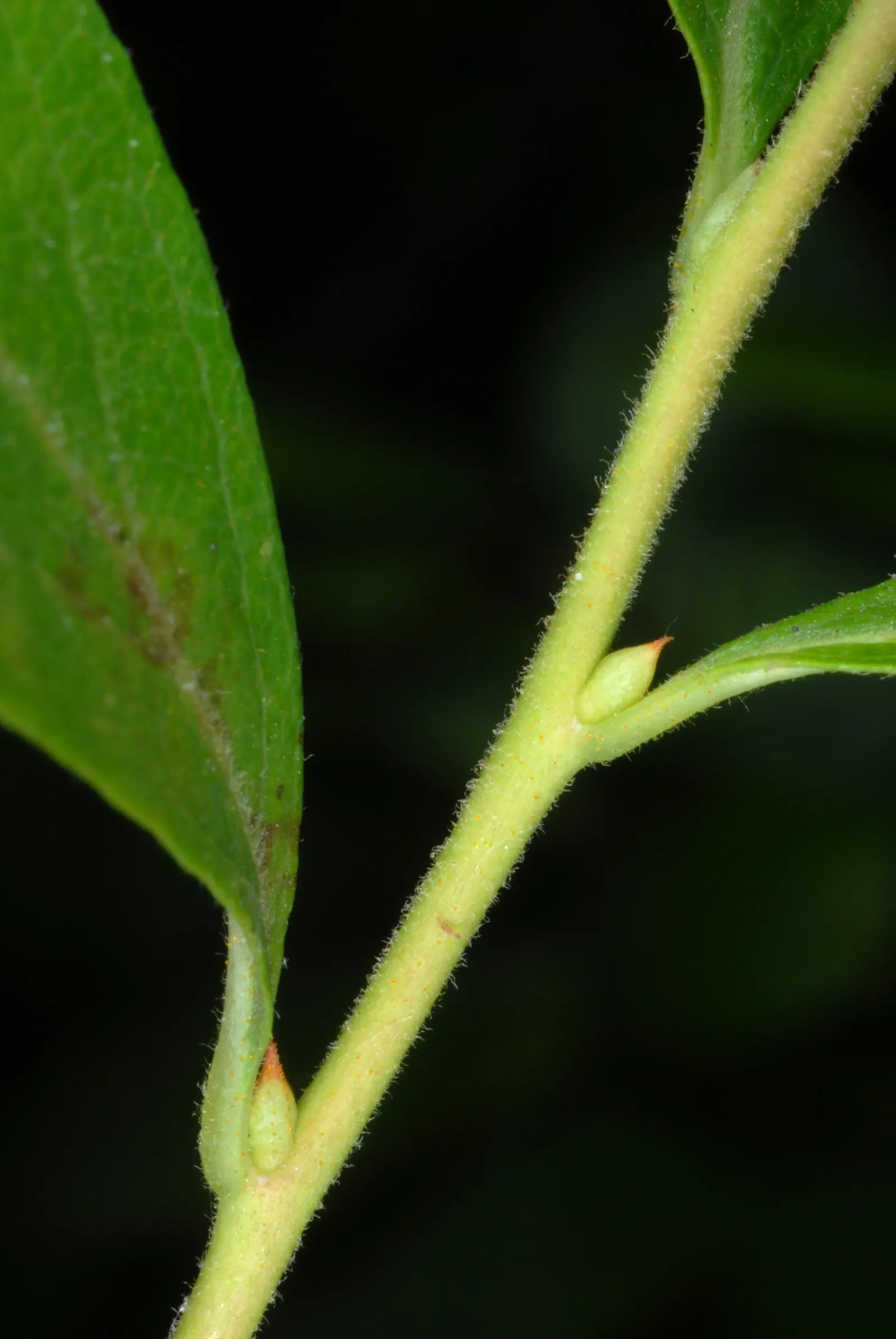 Black Huckleberry (Gaylussacia Baccata) — commonly referred to as Black Huckleberry
