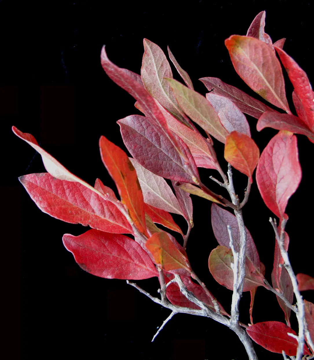 Black Huckleberry (Gaylussacia Baccata) — Moreover, its resistance to pests and diseases ensures a robust presence in the landscape