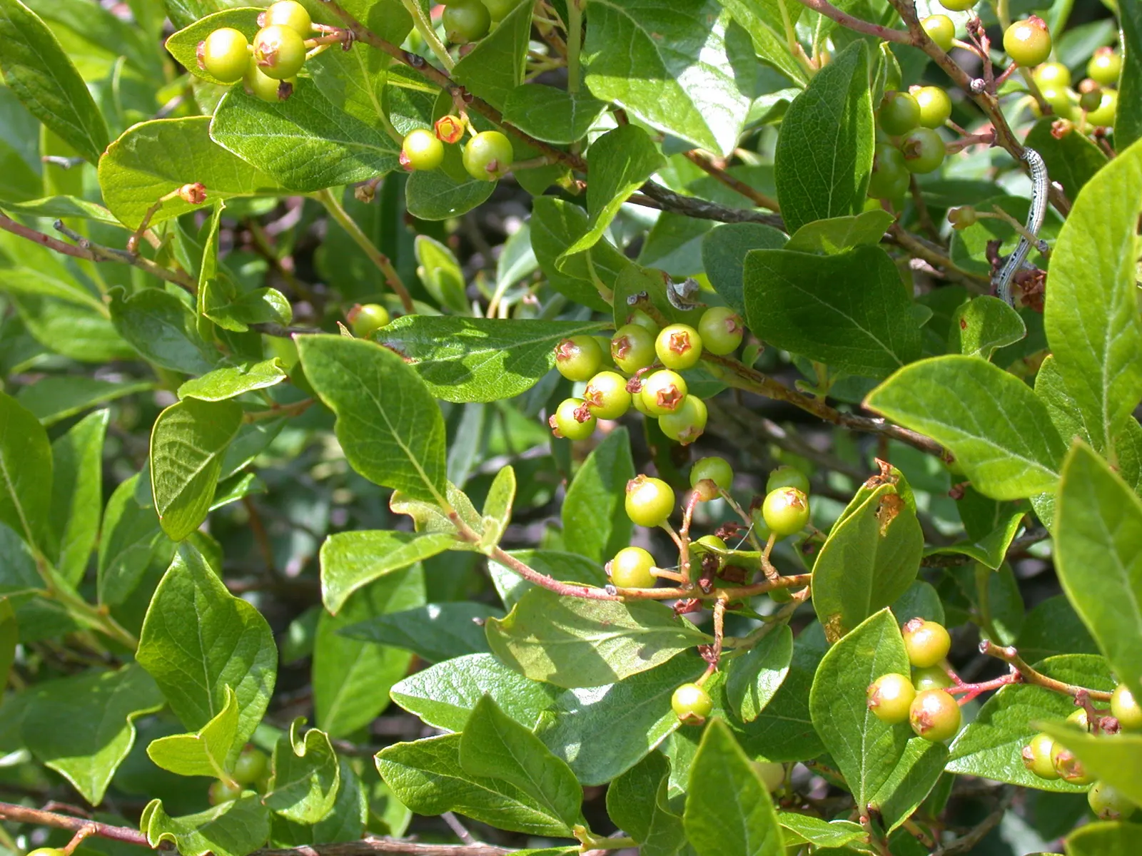 Black Huckleberry (Gaylussacia Baccata) — It excels in partial to full sun and is hardy in USDA zones 3-6; its dense foliage and fruit attract wildlife, adding