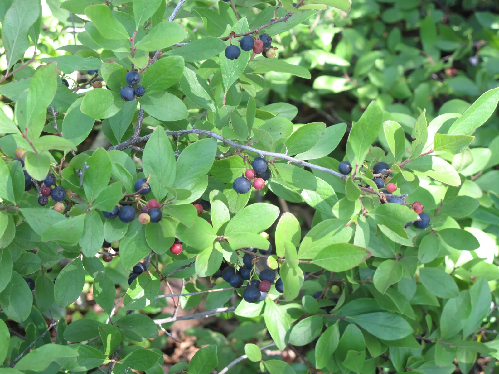 Black Huckleberry (Gaylussacia Baccata) — is a native North American shrub with significant ornamental and ecological value; commonly known as Black Huckleberry