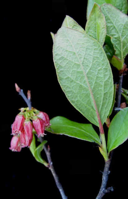 Black Huckleberry (Gaylussacia Baccata) — Known for its lush foliage and edible berries