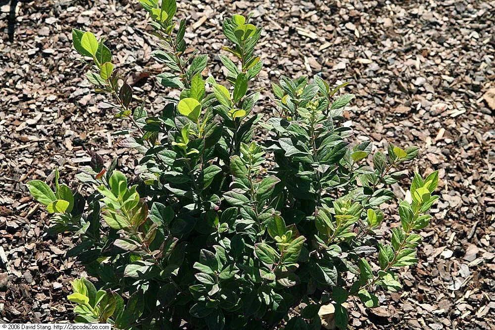 Black Huckleberry (Gaylussacia Baccata) — with a similar spread of 2 to 3 feet