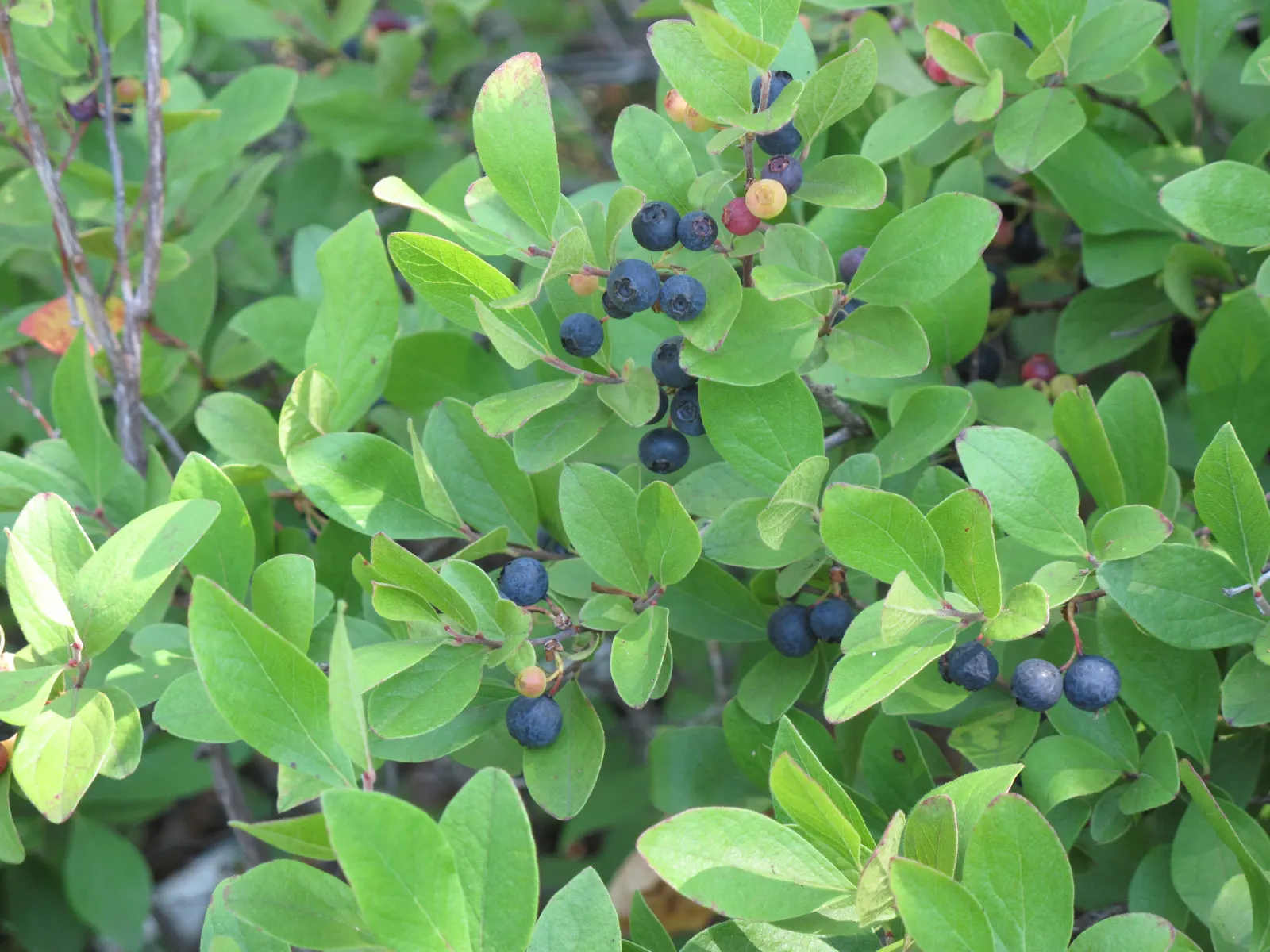 Black Huckleberry (Gaylussacia Baccata) — with a similar spread of 2 to 3 feet; it typically grows 2-3 feet tall and spreads up to 4 feet