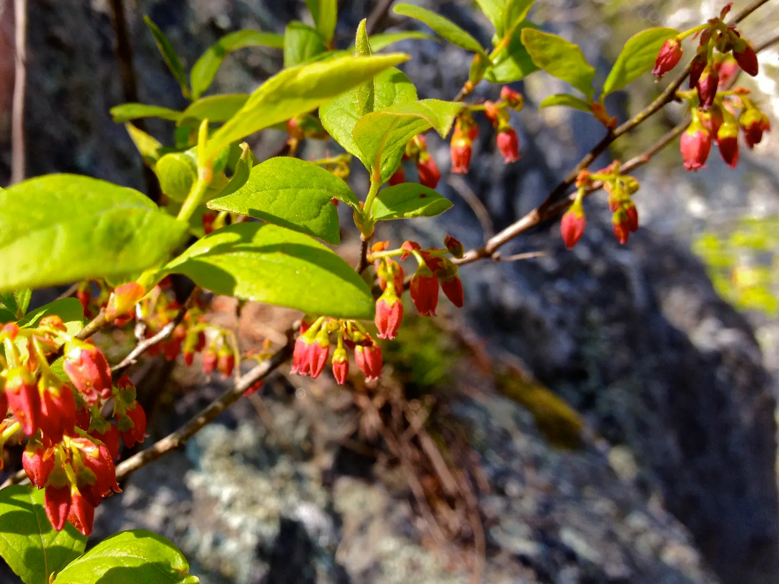 Black Huckleberry (Gaylussacia Baccata) — These blooms give way to blackish-blue berries by mid to late summer; the fruit measures roughly 1/4 to 3/8 inch in