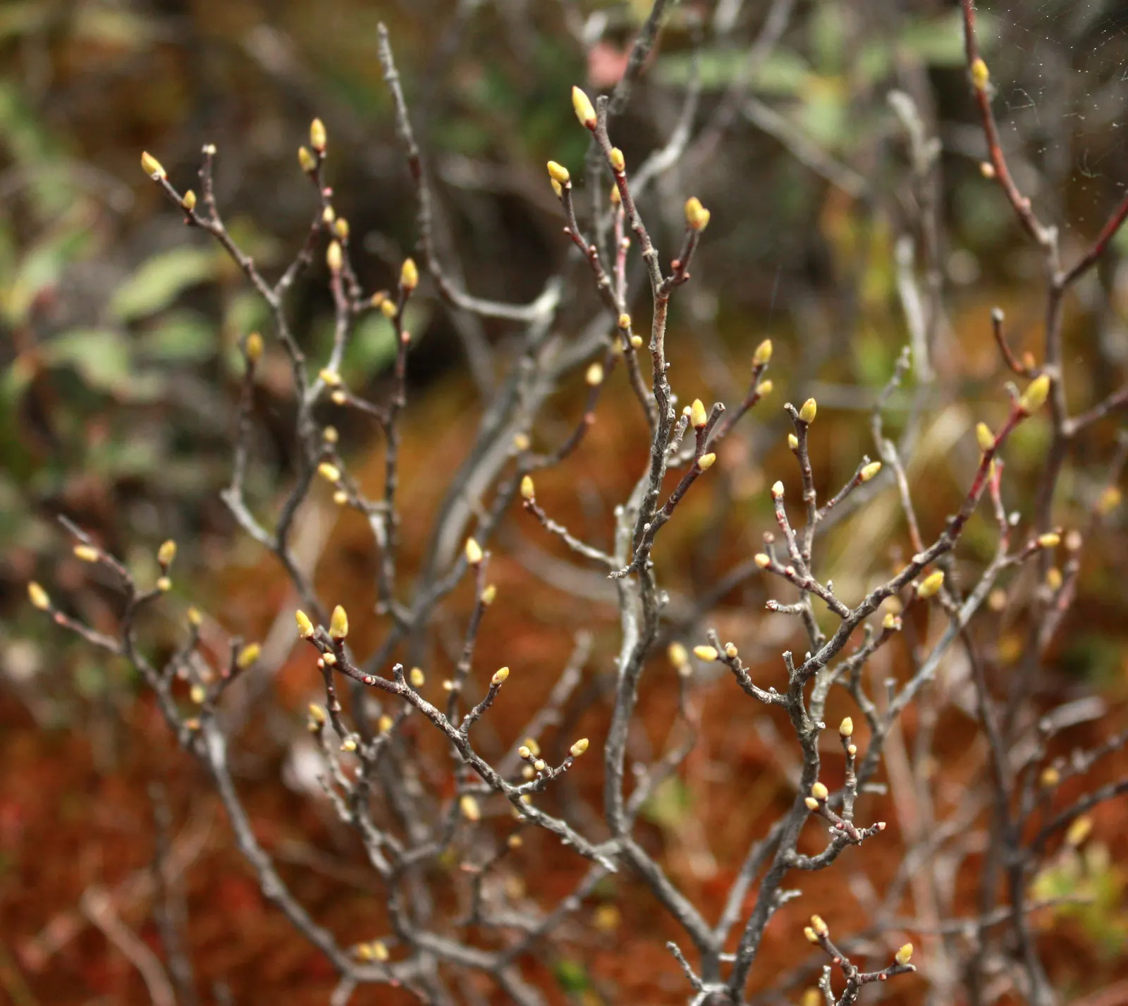 Black Huckleberry (Gaylussacia Baccata) — This deciduous plant offers small bell-shaped flowers and glossy, black edible berries