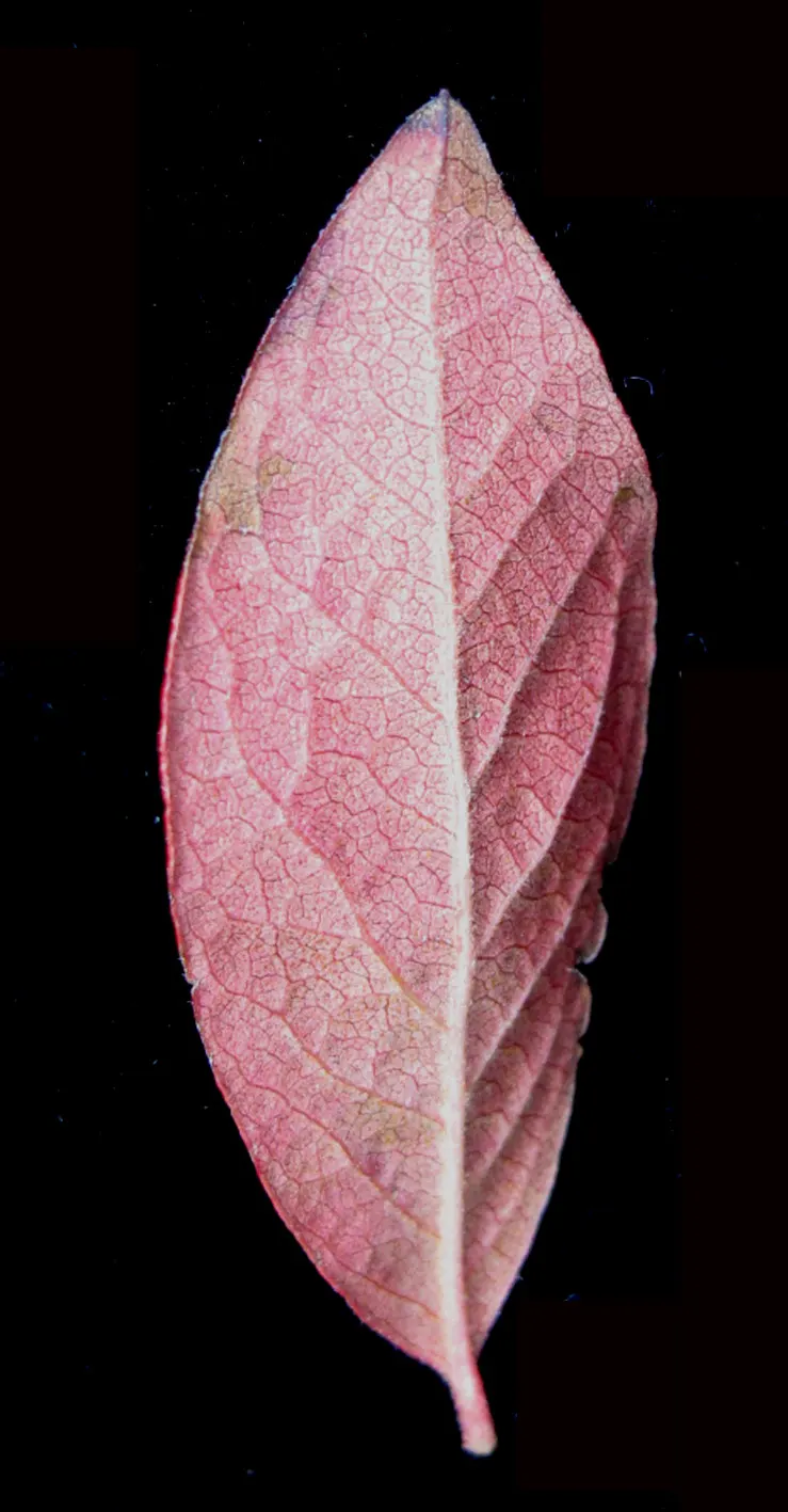 Black Huckleberry (Gaylussacia Baccata) — Come autumn, the leaves offer a captivating display, transforming into a vivid array of reds and purples