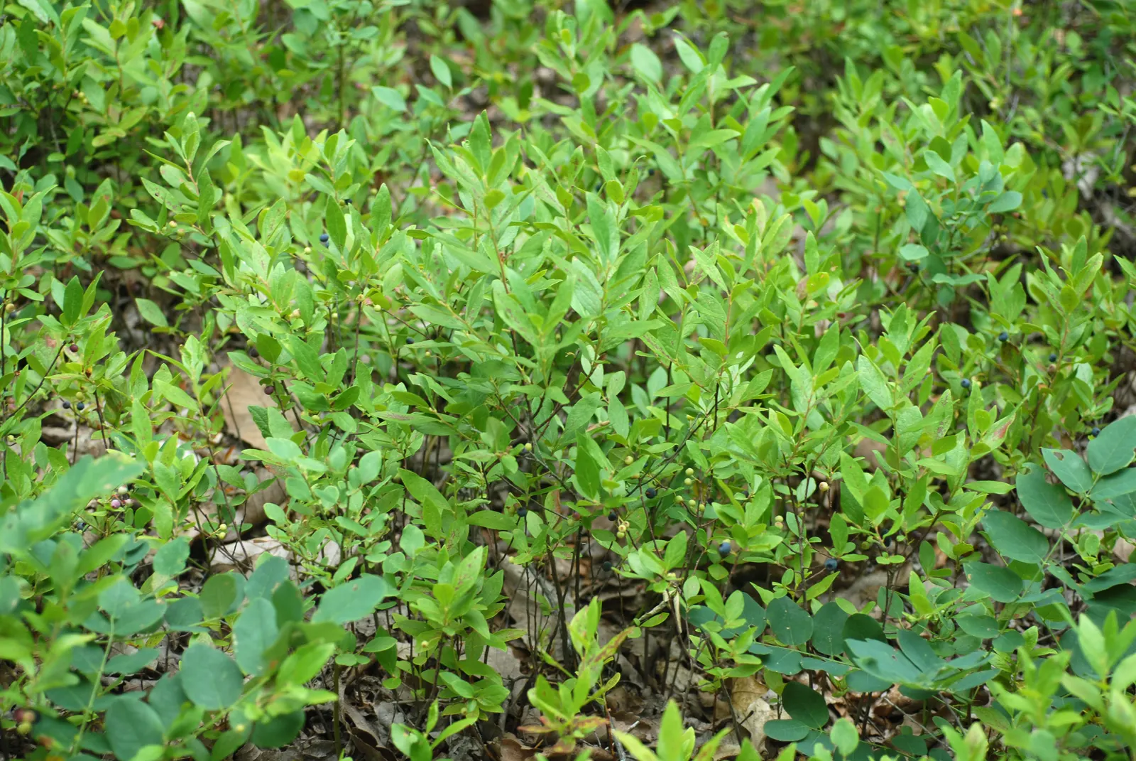 Black Huckleberry (Gaylussacia Baccata) — It excels in partial to full sun and is hardy in USDA zones 3-6