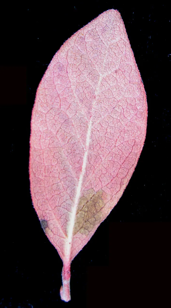 Black Huckleberry (Gaylussacia Baccata) — Come autumn, the leaves offer a captivating display, transforming into a vivid array of reds and purples; attracting