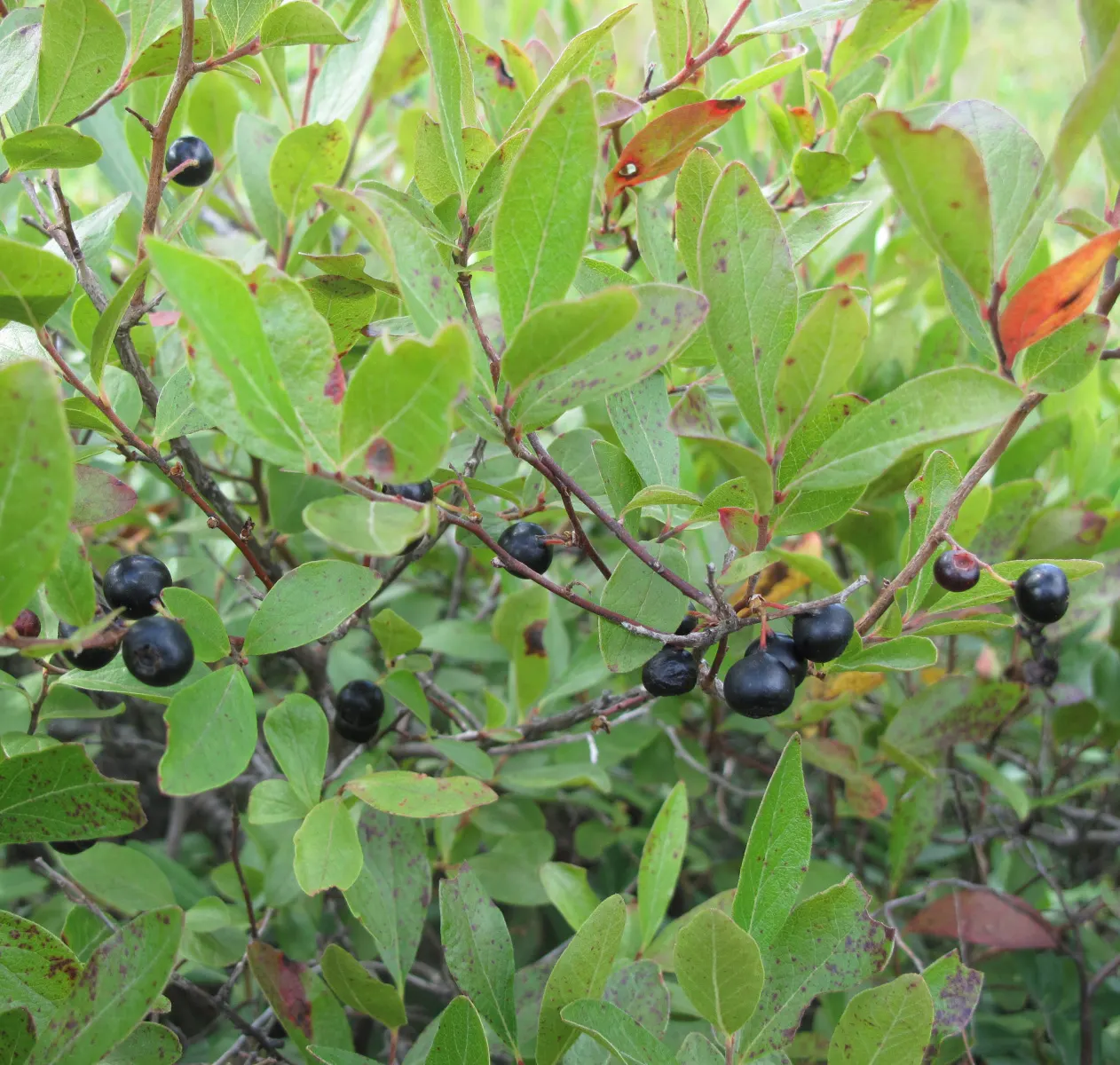 Black Huckleberry (Gaylussacia Baccata) — commonly known as Black Huckleberry; this deciduous plant offers small bell-shaped flowers and glossy, black edible