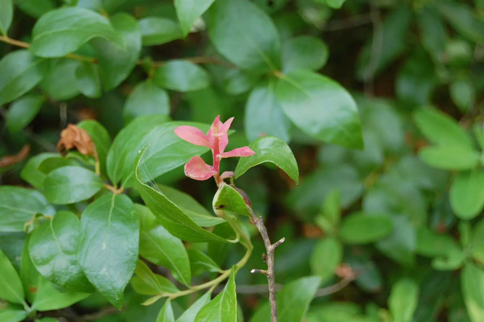 Black Huckleberry (Gaylussacia Baccata) — attracting a host of pollinators to the garden